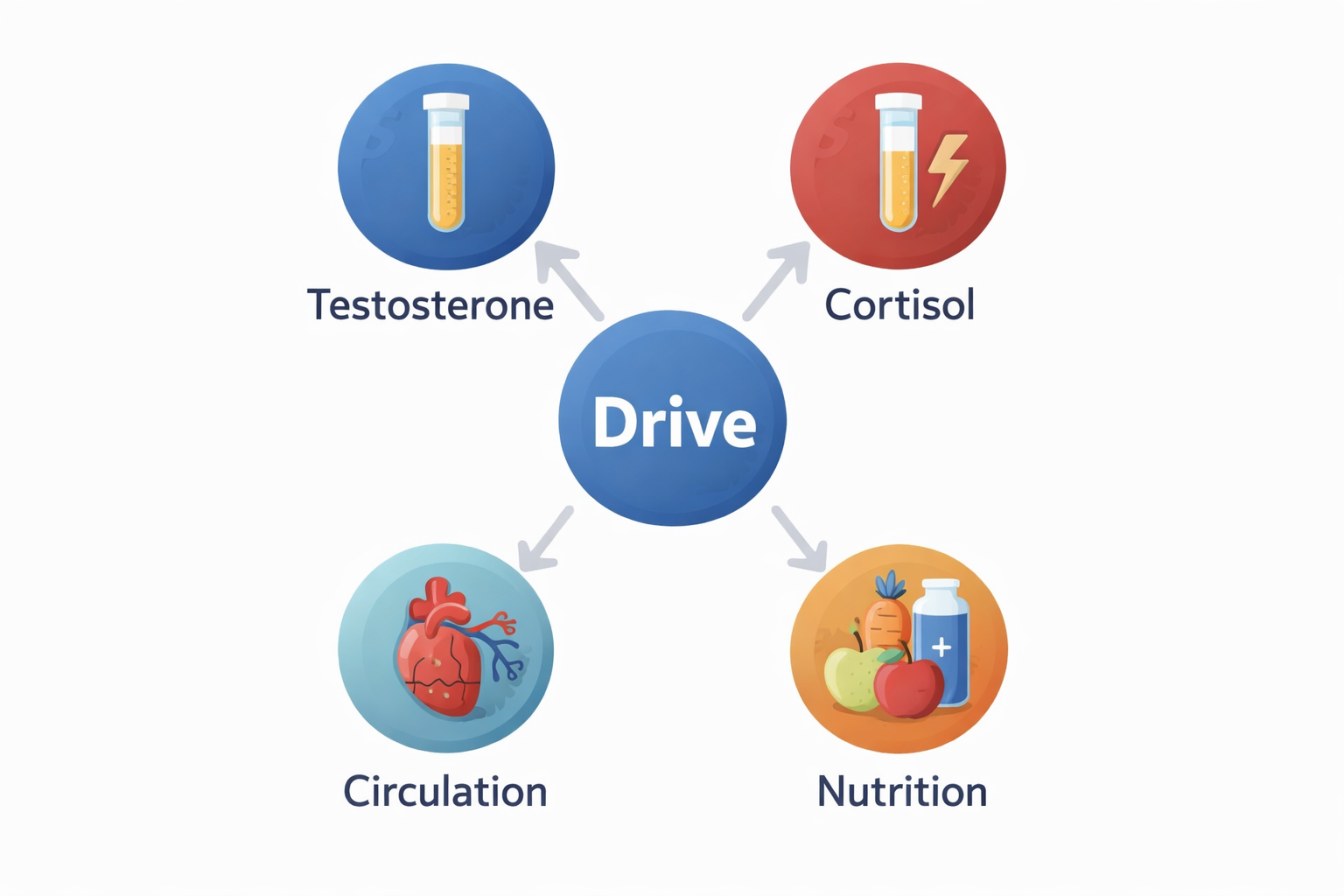 Diagram showing the four hormonal and physiological factors affecting male libido and drive